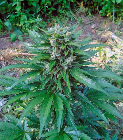 Семена сорта Cream Mandarine Auto fem (Sweet Seeds)