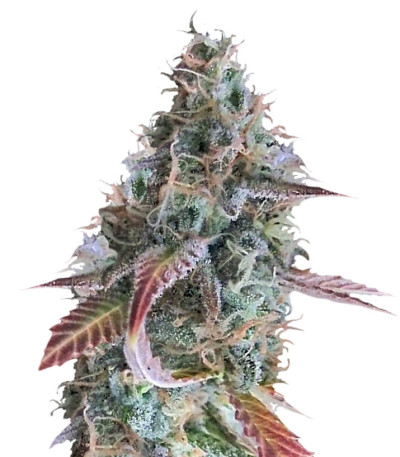 Семена сорта Raspberry Cough reg (Nirvana Seeds)