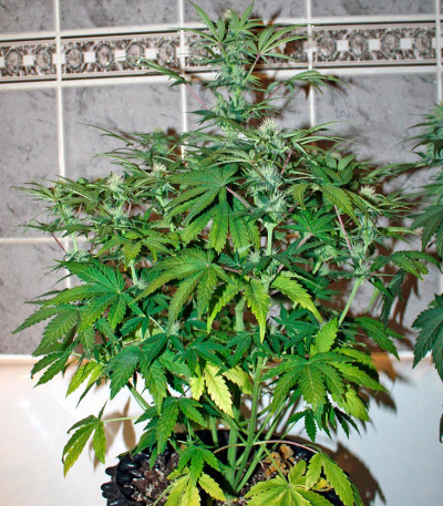 Семена сорта Baby Boom Auto fem
