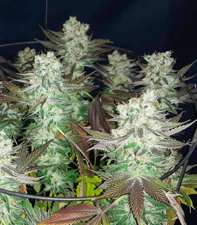 Семена сорта Gelato fem (Blimburn Seeds)