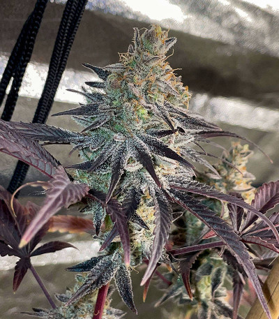 Семена сорта GMO Zkittlez F1 reg (Ethos Genetics)