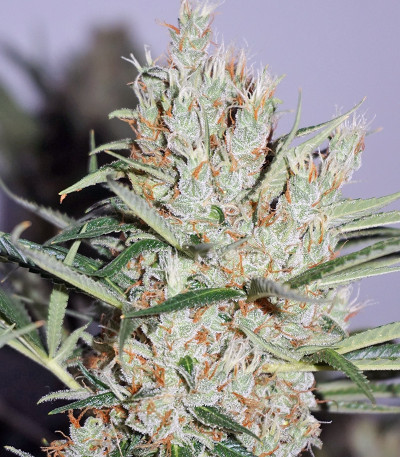 Сорт марихуаны The Edge