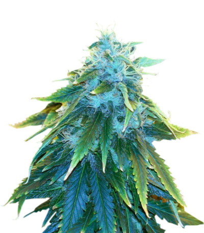 Семена сорта AK 48 fem (Nirvana Seeds)