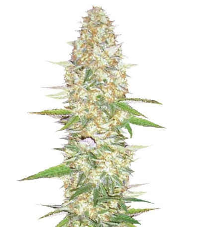 Сорт конопли Perfect Power Plant шишки