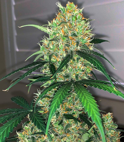 Семена сорта Auto Maria III fem (Семяныч)