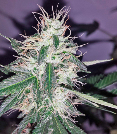 Семена сорта Chemdog fem (Green House Seeds)