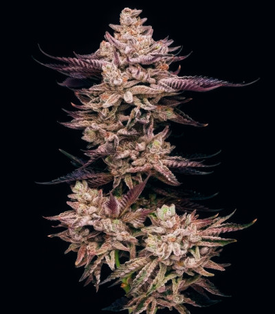 Семена сорта El Valle Haze fem (Compound Genetics)