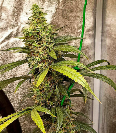 Семена сорта Gorilla Cookies Fast fem (High Speed ​​Buds)