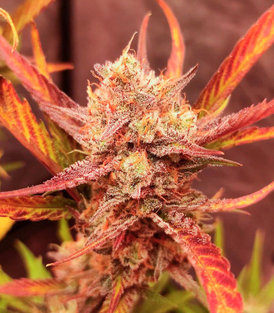 Семена сорта Papaya Zoap Auto fem (Sweet Seeds)