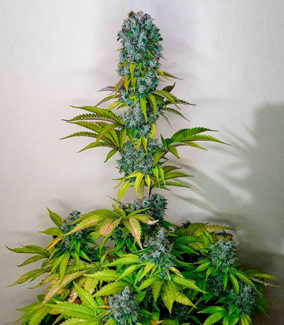Семена сорта Pink Rozay fem (Original Sensible Seeds)