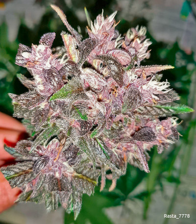 Семена сорта Blackberry auto fem (FastBuds)