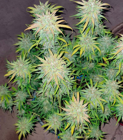 Семена сорта Wedding Cake Auto fem (Barney's Farm)