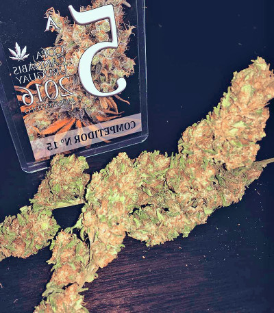 Семена сорта Wild Thailand fem (World of Seeds)