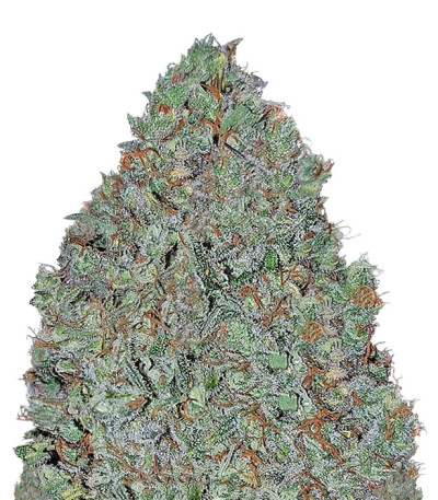 Семена сорта Cinderella's fem (Sumo Seeds)