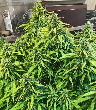 Семена сорта Auto Chocodope fem (Victory Seeds)