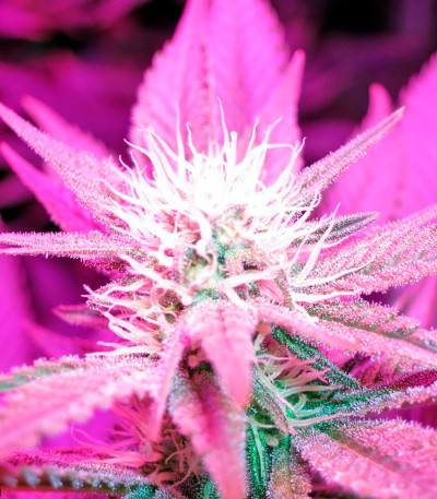 Семена сорта Lost Coast Hash Plant fem