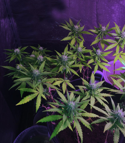 Семена сорта Unknown Kush fem (Delicious Seeds)