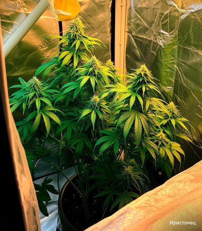 Семена сорта Dos-Vi-Dos Auto fem (Семяныч)