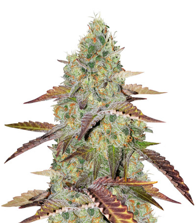 Семена сорта Grandaddy Purple fem