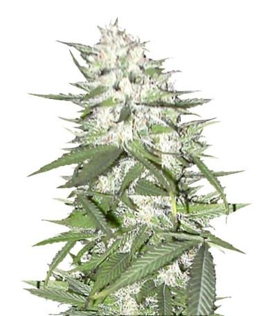 Семена сорта Early Top Skunk fem