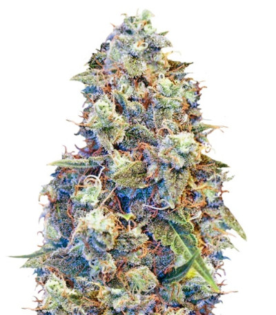 Семена сорта ICED Grapefruit fem (Female Seeds)