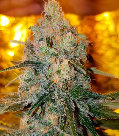 Семена сорта Appleberry fem (Sumo Seeds)