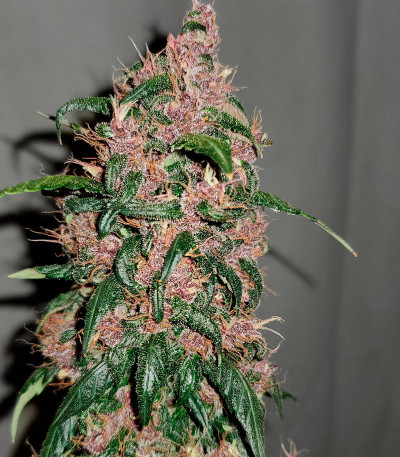 Семена сорта Purple Juice Auto fem (Herbies Seeds)