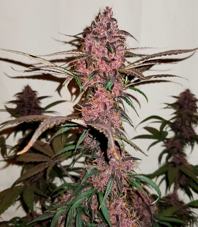 Семена сорта Purple Juice Auto fem (Herbies Seeds)