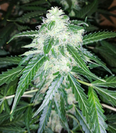 Семена сорта Amnesia Lemon Auto fem (Семяныч)