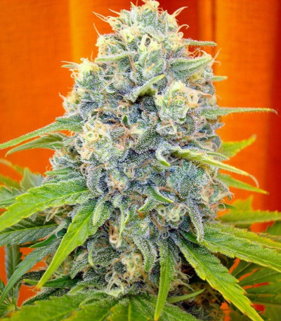 Семена сорта Channel + fem