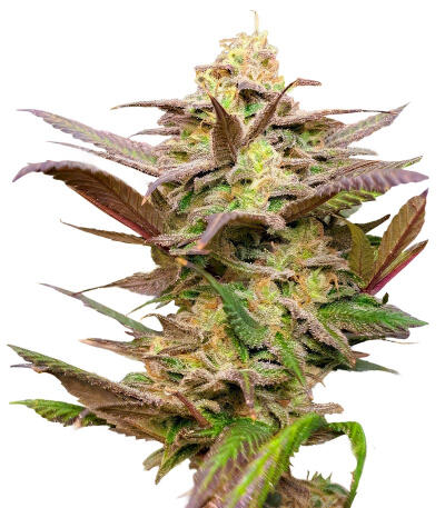 Семена сорта Trainwreck Fast Version fem (Seedkeepers)