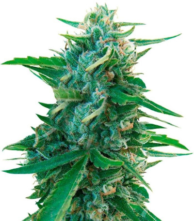 Семена сорта Sugar Black Rose reg (Delicious Seeds)