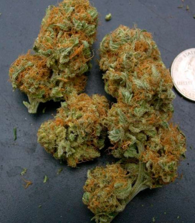 Семена сорта Northern Light Blue fem (Delicious Seeds)