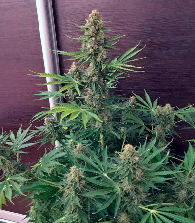 Семена сорта Pandora Auto fem (Paradise Seeds)