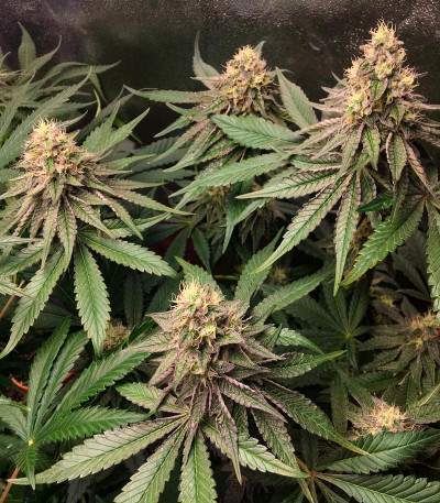 Семена сорта Runtz Punch fem (Herbies Seeds)