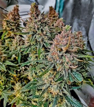 Семена сорта Speedy Skunk Auto fem (Семяныч)