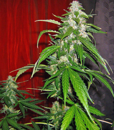 Семена сорта Auto-Bomb fem