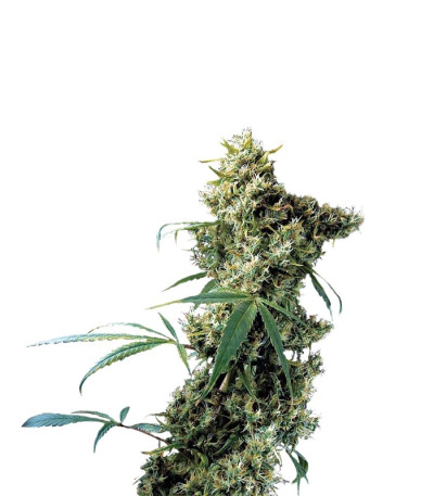 Семена сорта Super Silver fem (Dinafem Seeds)