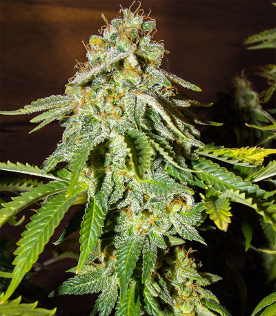 Семена сорта Moby Delicious fem (Delicious Seeds)