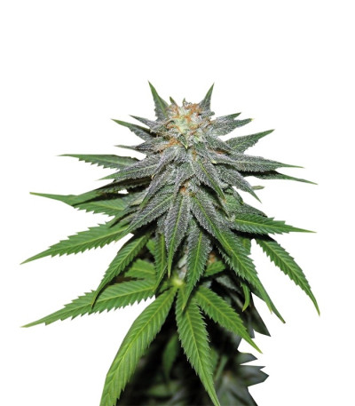 Семена Pineapple Express auto шишки