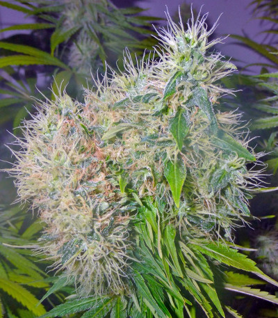 Семена сорта Cookies Kush fem