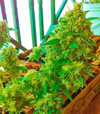 Семена сорта Critical + fem (Dinafem Seeds)