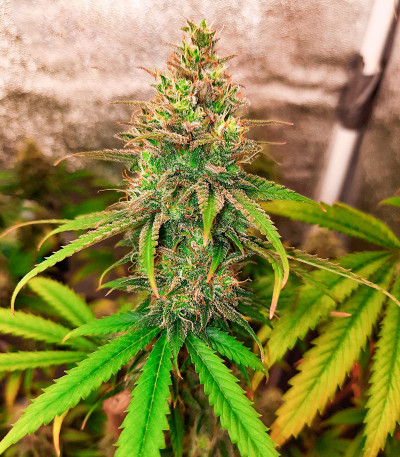 Семена сорта Gelato 2 Auto fem (Семяныч)