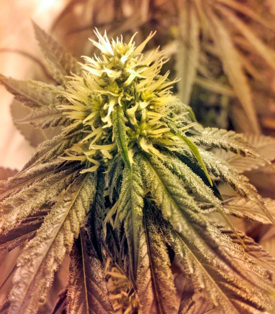 Семена сорта Lithium OG Kush fem (Nirvana Seeds)