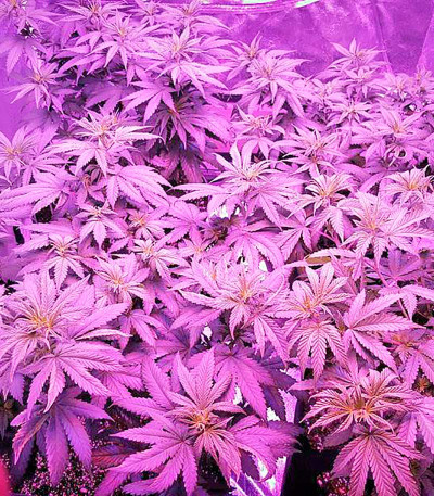 Семена сорта Northern Lights fem (Nirvana Seeds)