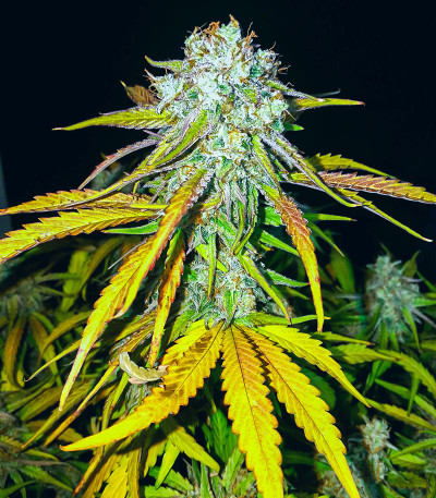 Семена сорта Medusa F1 Auto fem (RQS)