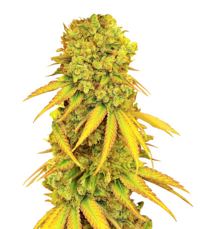 Семена сорта Pellezino Cookies fem (Original Sensible Seeds)