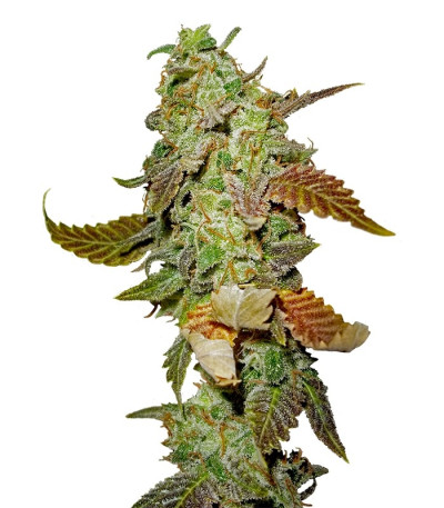 Семена сорта Diesel fem (Dinafem Seeds)