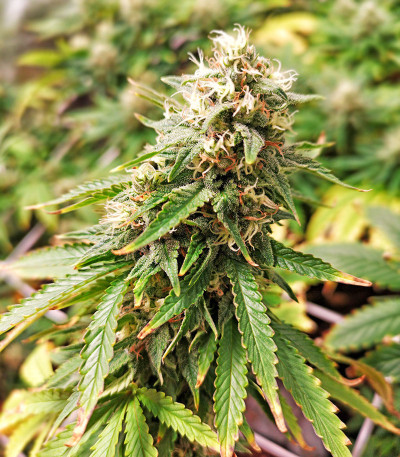 Семена сорта Astral fem (Семяныч)