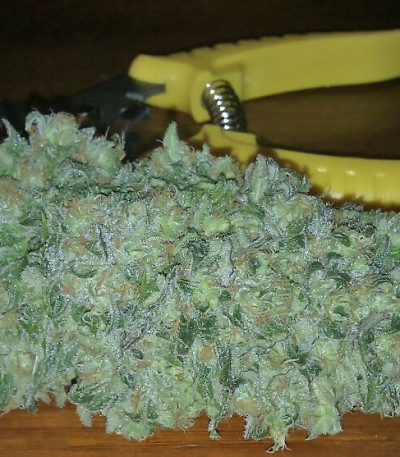 Семена сорта Green Love Potione fem (Samsara Seeds)